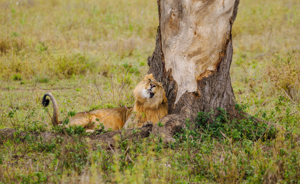 combined Kenya and Tanzania safari