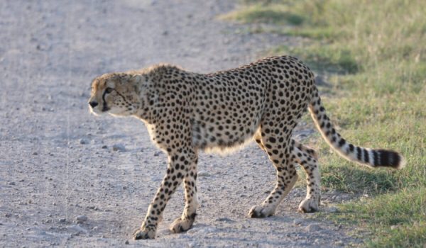 Book Luxury Africa safari holidays in Kenya & East Africa with Avadan Safaris - the best safari tour company in Kenya (157)