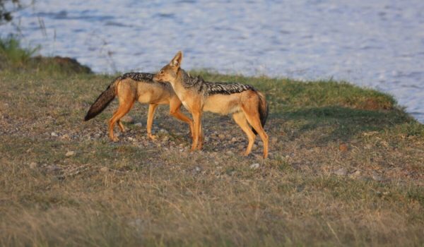 Book Luxury Africa safari holidays in Kenya & East Africa with Avadan Safaris - the best safari tour company in Kenya (161)