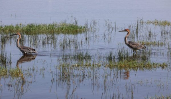 Book Luxury Africa safari holidays in Kenya & East Africa with Avadan Safaris - the best safari tour company in Kenya (66)