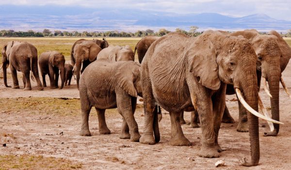 Elephants at Amboseli National Park