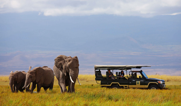 Elewana-Tortilis-Camp-Amboseli-National-Park-habituated-elephant-herds.webp