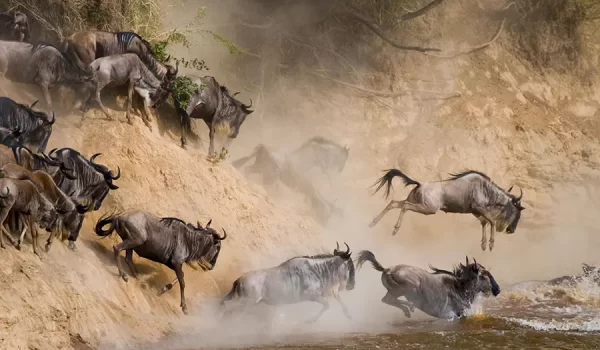 Masai Mara wildebeest Migrations - Mara river crossing