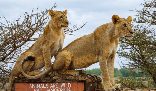 Nairobi National Park2