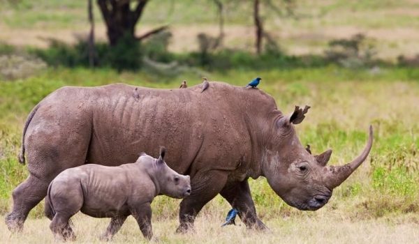 Rhinos at Lake Nakuru National Park - Avadan safaris