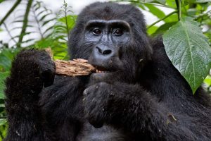 Rwanda Gorilla Tracking tours