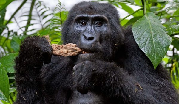 Rwanda Gorilla Tracking tours