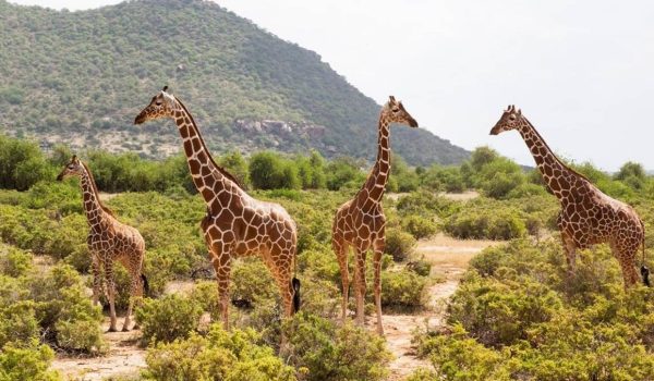 Samburu NationalReserve, Kenya 2