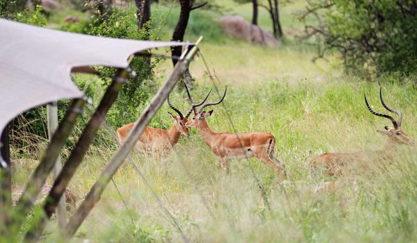 Serengeti Pioneer Camp6