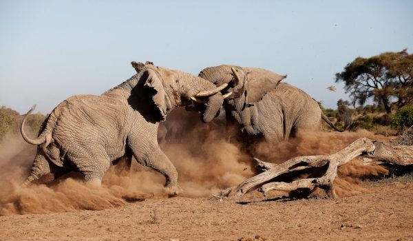 Tortilis Camp Amboseli8