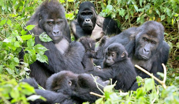 Uganda Gorilla Tracking tours Bwindi Impenetrable National Park