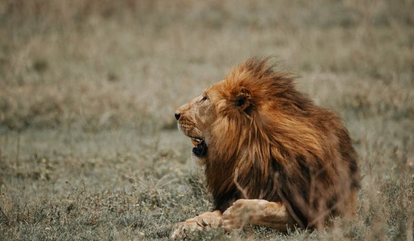 come-safari-with-us-escape