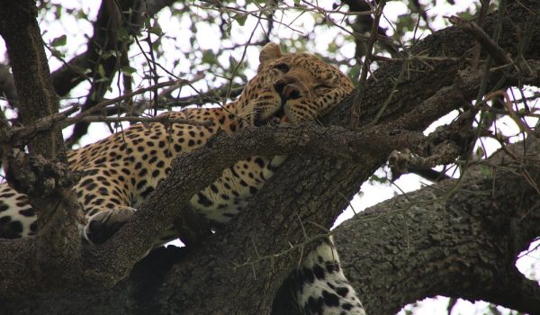 mara-male-leopard