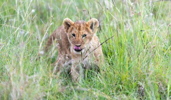 pexels-hugosykes-30705109