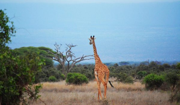 pexels-pallab34-1049500